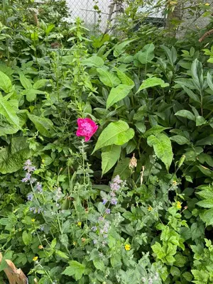 Ein Garten an der Unterkunft WatzMannEG