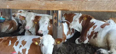 Tiere in diesem Bauernhof oder in der Nähe