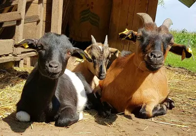 Tiere in diesem Bauernhof oder in der Nähe