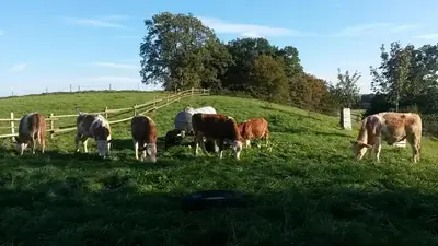 Tiere in der Ferienwohnung oder in der Nähe