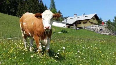 Tiere im Hostel oder in der Nähe