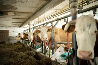 Tiere in der Ferienwohnung oder in der Nähe