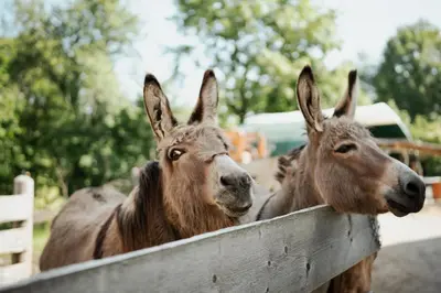 Tiere in der Ferienwohnung oder in der Nähe