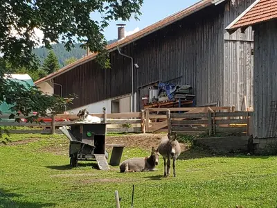 Tiere in der Ferienwohnung oder in der Nähe
