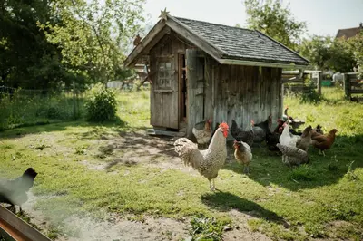 Tiere in der Ferienwohnung oder in der Nähe