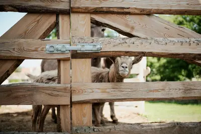 Tiere auf dem Campingplatz oder in der Nähe