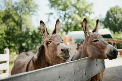 Tiere auf dem Campingplatz oder in der Nähe