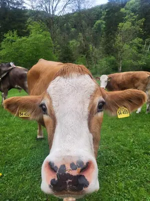 Tiere in der Ferienwohnung oder in der Nähe