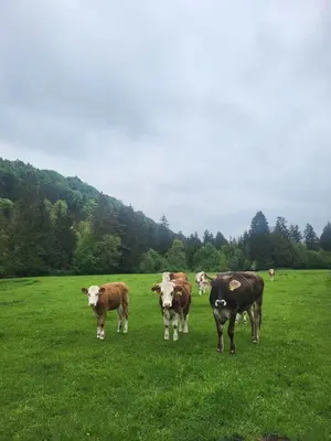 Tiere in der Ferienwohnung oder in der Nähe