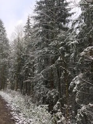 Seelenbaumlerin im Winter
