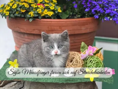 Haustiere von Gästen der Unterkunft Hintergraber Hof