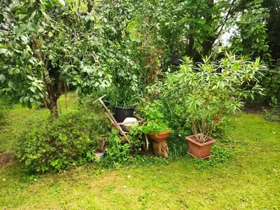 Ein Garten an der Unterkunft Omas Häuschen am See