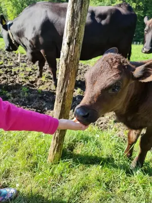 Tiere in der Ferienwohnung oder in der Nähe