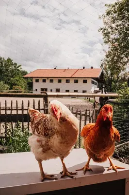 Tiere in der Ferienwohnung oder in der Nähe