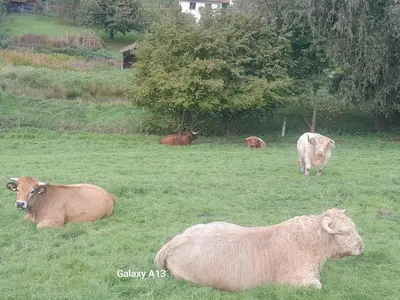 Tiere in der Ferienwohnung oder in der Nähe