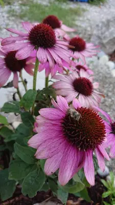 Ein Garten an der Unterkunft Ferienwohnung Schmied
