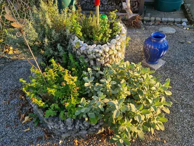 Ein Garten an der Unterkunft La Datcha