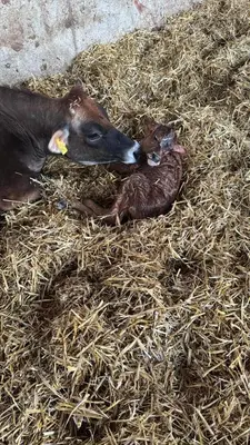 Tiere in der Ferienwohnung oder in der Nähe