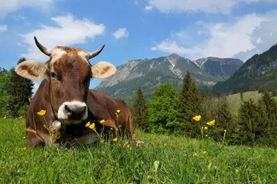 Tiere im Ferienhaus oder in der Nähe