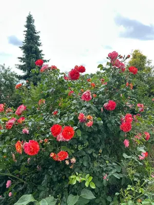 Ein Garten an der Unterkunft Tolle Ferienwohnung in Altomünster