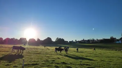 Tiere in der Ferienwohnung oder in der Nähe
