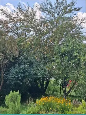 Ein Garten an der Unterkunft Delfinia