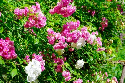 Ein Garten an der Unterkunft Zum Friedl
