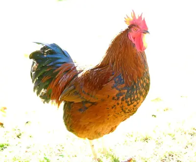 Tiere in der Ferienwohnung oder in der Nähe
