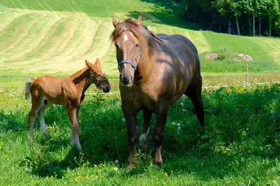 Tiere in der Ferienwohnung oder in der Nähe