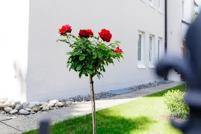 Ein Garten an der Unterkunft Haus am Mühlenweg - neue, sonnendurchflutete Appartements mit Aufzug und Tiefgarage - barrierefrei
