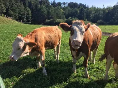 Tiere in der Ferienwohnung oder in der Nähe