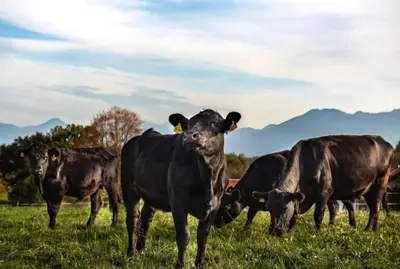 Tiere in der Ferienwohnung oder in der Nähe