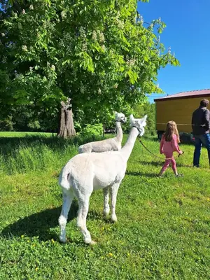 Tiere in der Ferienwohnung oder in der Nähe