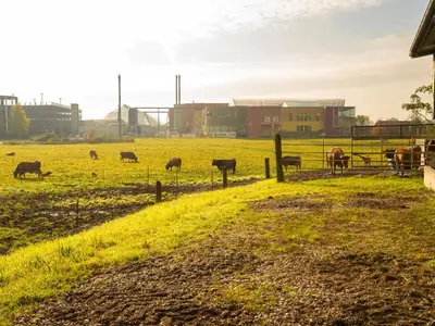 Tiere in der Ferienwohnung oder in der Nähe