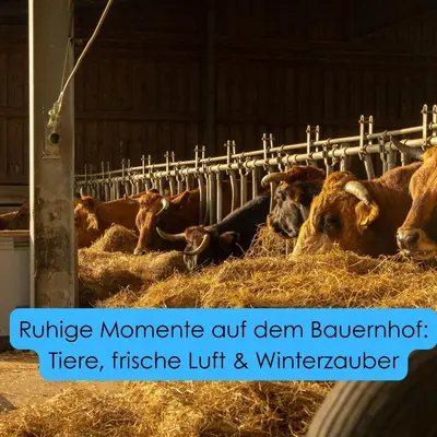 Tiere in der Ferienwohnung oder in der Nähe