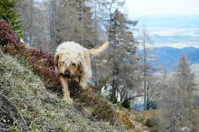 Tiere im Ferienhaus oder in der Nähe