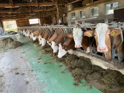 Tiere in der Ferienwohnung oder in der Nähe