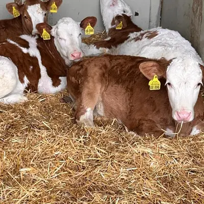 Tiere in diesem Bauernhof oder in der Nähe