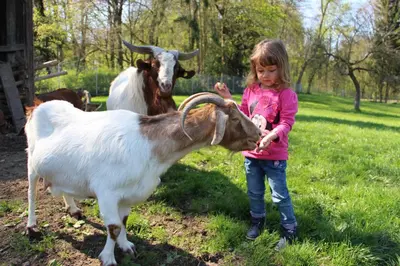 Tiere in der Ferienwohnung oder in der Nähe