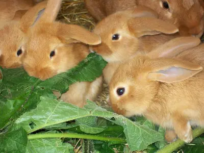 Tiere in der Ferienwohnung oder in der Nähe