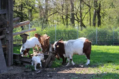 Tiere in der Ferienwohnung oder in der Nähe