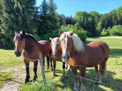 Tiere in der Ferienwohnung oder in der Nähe