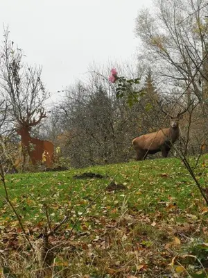 Tiere in der Ferienwohnung oder in der Nähe