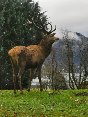 Tiere in der Ferienwohnung oder in der Nähe