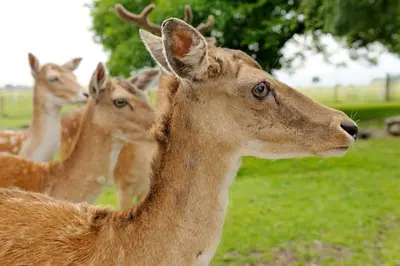 Tiere in diesem Bauernhof oder in der Nähe