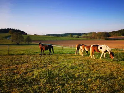 Tiere in der Ferienwohnung oder in der Nähe