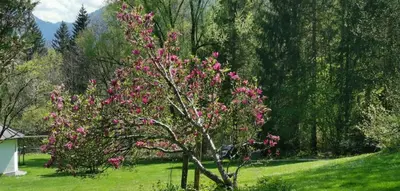 Ein Garten an der Unterkunft Suite Nuss - Chalet Bergerhöh