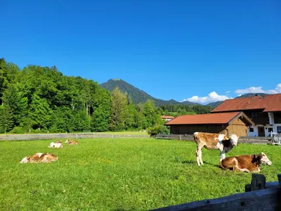 Tiere in der Ferienwohnung oder in der Nähe