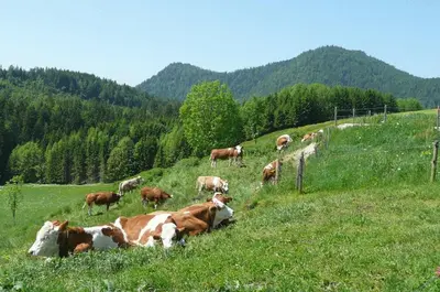 Tiere in der Pension oder in der Nähe
