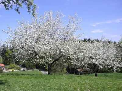 Ein Garten an der Unterkunft Ferienwohnung Fritzenwenger